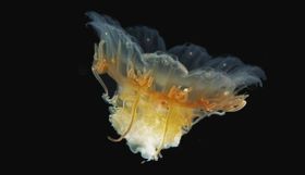 Quallen: Der Glibber im Meer