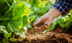 Bio-Garten: Das steht im Frühjahr an