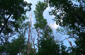 Baumsterben von Ahorn und Co kann jungen Eichen helfen