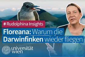 Comeback der Darwinfinken