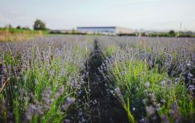 Destillierter Duft: Lavendelanbau in Deutschland