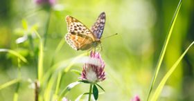 Schmetterlinge entdecken und schützen