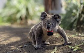 Warum Koalas kaum Zeit auf dem Boden verbringen