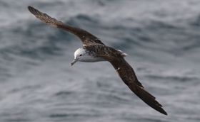 Seevögel koten nur im Flug