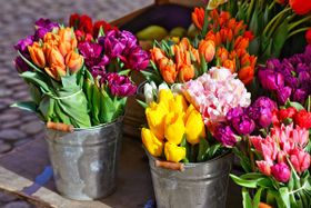 Wie finde ich nachhaltig produzierte Schnittblumen und Topfpflanzen?