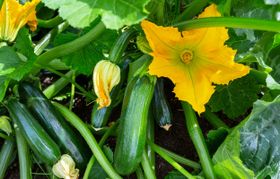 Zucchini: Tipps für den Anbau und fünf Rezepte