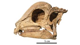 Ältestes Fossil eines Dinosauriers mit Kuppelkopf