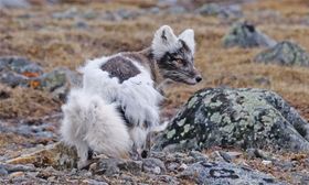 Eisfuchs im Übergangspelz