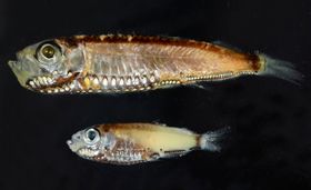 Tiefseefischen ins Auge geschaut