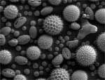 Mit Designerpollen gegen Allergien: Forscher entwickeln neue Impfstoffe