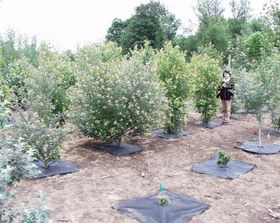 Pappeln für den Schrebergarten