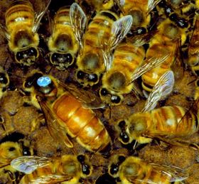 Gehirnwäsche im Bienenstock