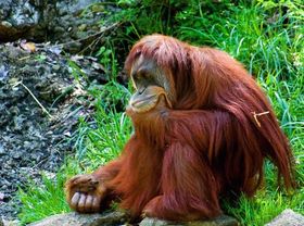 Orang-Utans nutzen Wasser als Werkzeug