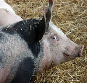 Der Siegeszug der europäischen Schweine
