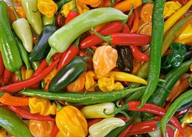 Mit Chilis gegen Schmerzen