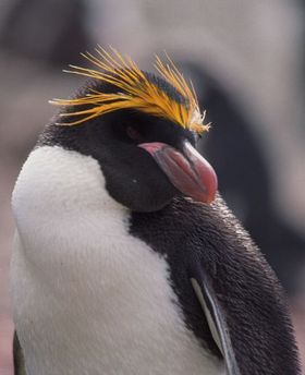 Pinguine auf hoher See