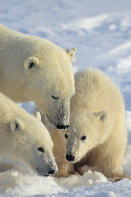 Das irische Erbe der Eisbären