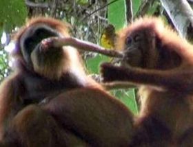 Fleischeslust im Dschungel