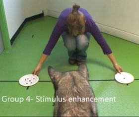 Video der Woche: Hundeforschung