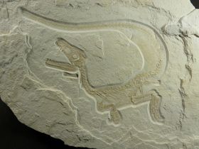 Flauschiger Baby-Dino