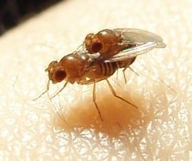 Erfahrene Fliegenmänner