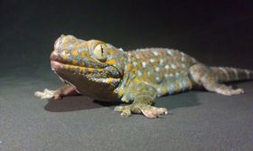 Warum es bei Regen keine Geckos regnet