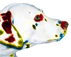 Warum gibt es keine bunten Hunde und lila Kühe?