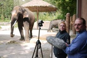Ein Elefant, der Koreanisch spricht