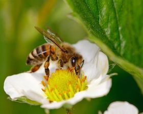 Uraltes Erfolgsteam: Bienchen und Blümchen
