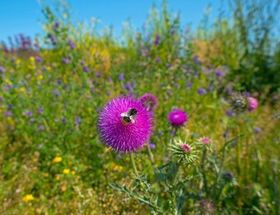 Artenschwund macht Bienen untreu