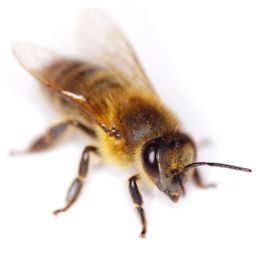 Bees like it hot
