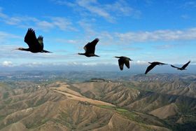 Optimierter Flug im "V"