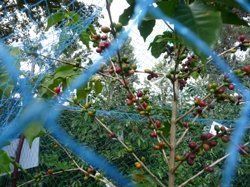 Artenvielfalt erhöht die Kaffee-Ernte