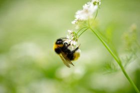 Überflieger Hummel