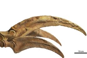 Dinosaurier: Rätselhafte Riesenklauen