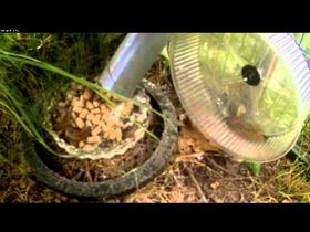 Video der Woche: Freiwillig im Laufrad