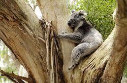 Koalas kühlen sich an Bäumen