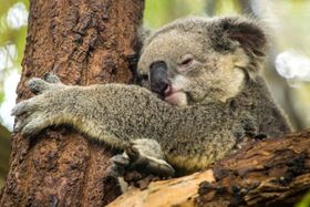 Koalas: Kühlung durch Kuscheln