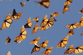 Monarchfalter mit Magnetsinn