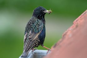 Vogelschwund durch Pestizide