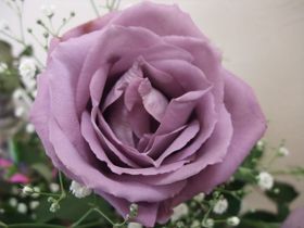 Rote Rose - tote Hose
