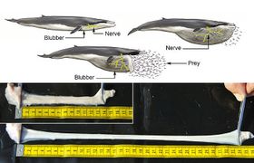 Bungee-Seil-Nerven für Mega-Mäuler