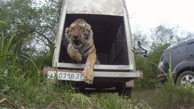Problem-Tiger rast in die Freiheit