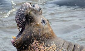 See-Elefanten häuten Quecksilber ins Wasser ab