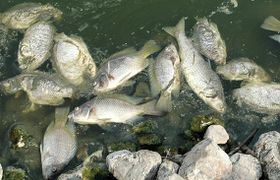 Neues Fischvirus bedroht Tilapia-Bestände