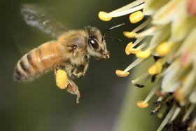 Neonicotinoide als Bienen-Verhütungsmittel
