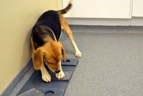 Gene machen Hunde zu Menschenkennern