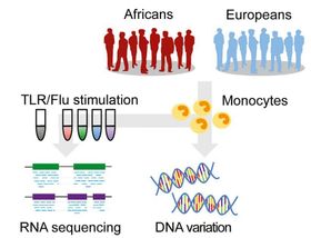 Europäisches und afrikanisches Immunsystem