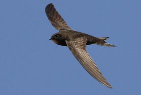 Rekord: Zehn Monate Nonstop-Flug