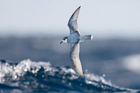 Warum fressen Meeresvögel Plastik?
